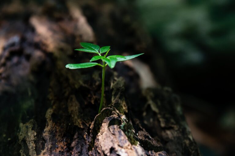 Plant Sprouting